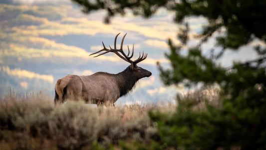 The Entry Point: How to Get a Hunting License and Join the Ranks