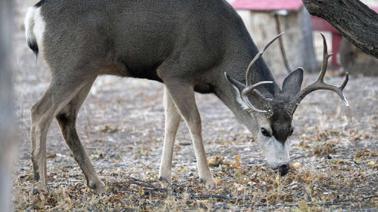 Utah 2026 Big Game Permits: Stewardship in Action