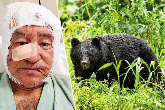 The Weight of Balance: Understanding Japan’s Decision on Bear Management