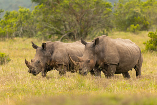 Why Big Game Hunting is Necessary for African Conservation